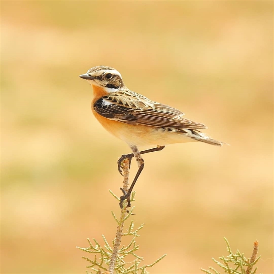 Safari & Bird Watching